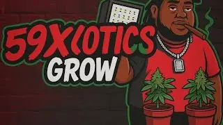 ALPHA GROW 2x2 TENT | 3 Auto Flowers | 4 Photoperiods | 1ST VIDEO | 2ND GROW | #cannabiseducation 