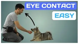 The Key to Amazing Dog Training: Eye Contact