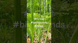 #forest #spring #energy #nature #birdsounds #piano #relaxingmusic #energy #meditation