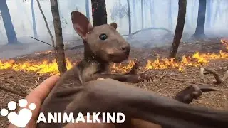 Rescuers race to save Australia's wildlife | Animalkind