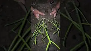 Pencil cactus cuttings popagation #plantpassion #pencilcactus 🌵#succulent