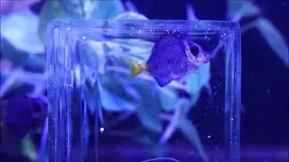 Sawtail Tang at Elite Reef of Denver, Colorado
