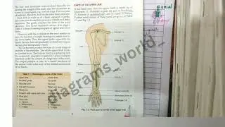 introduction of upper limb and lower limb anatomy / UL bones / UL joints /LL bones /LL joints