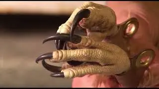 Goshawk The Cooks Bird