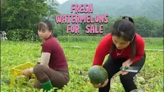 Two Mountain Girls Harvesting Watermelons And Selling At A Busy Rural Market | Life & Forest Stories