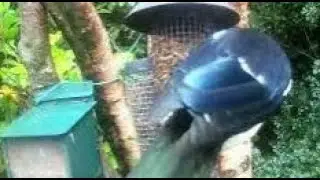 Magpie Bird On Summer Saturday Visit To My Cottage Garden Scone Perth Perthshire Scotland