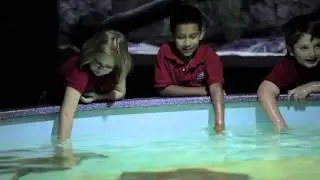 Wildlife World Zoo Shark Tank