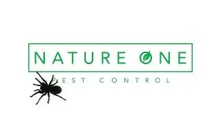 Brown Recluse, Hobo & Black Widow Removal - Nature One Pest Control