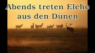 Abends treten Elche aus den Dünen [Volkslied]