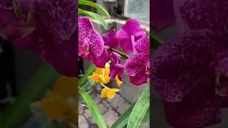 Ботанический сад в Америке/Botanical Garden in America🪷