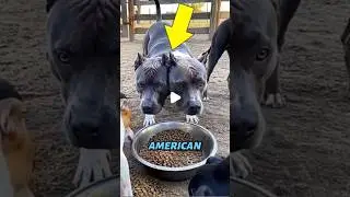Other family Dog Protection vs This dog☠️#pitbull #trolledit #trolllife #edit #trollface #usa#memes
