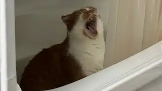 Funny Cat Videos 2025