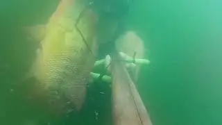 atrape un mostr&oacute; de bante 😮😮🐟🐟🇪🇨🇪🇨🇪🇨