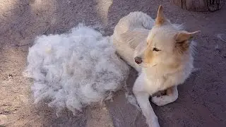 FURminator - Product Review
