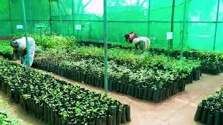 தொண்டாமுத்தூர் வட்டாரம் வெள்ளிமலைப்பட்டிணம் ஊராட்சி ஓடக்குறையில் நர்சரி அமைத்தல் பணி