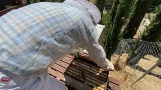 СПЕЦИАЛЬНЫЙ ПОРЦИОННЫЙ МАГАЗИН ДЛЯ СБОРА МЁДА  - SPECIAL MAGAZINE FOR HONEY WITH HONEY COMBE - 112