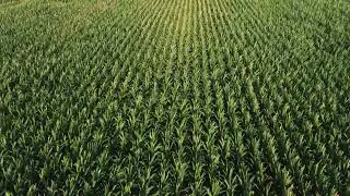 young corn in the field aerial view. video from a quadrocopter