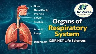 Organs of Respiratory System | Human Respiratory System Explained | CSIR NET/All Competitive Exams