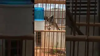 Chamego no seu banho matinal 🧼#coleiro #passaros #tuitui #aves