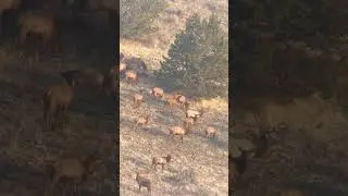 Herd bulls hanging out with cows in November??? #hunting #shorts