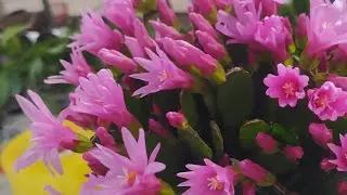 Hoa lan Berry đang phát trực tiếp!