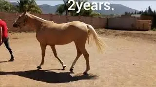Anglo arabe 2 a&ntilde;os