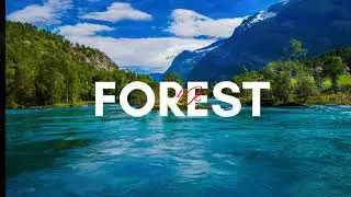 Forest 4k Nature Relaxation Films 4K Relaxing Music 4K Video Ultra HD