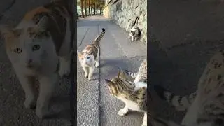The Funniest Cat Videos of the Month: The Ultimate Mood Booster.