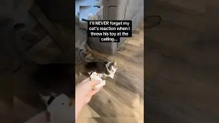 Cat's Hilarious Reaction When Her Toy Flies to the Ceiling 😂 #Shorts