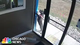 Dog ran to its daycare for help after her owner had a car accident in Michigan