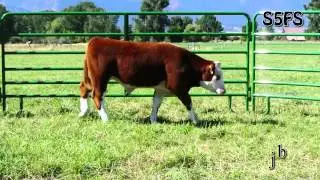 S5FS Steer Treasure State Sale 2013
