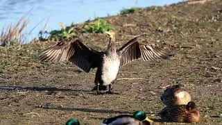 Cormorant drying off