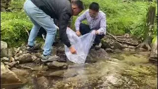 Ranching program of Brown Trout at Menmoitso,Hangu Lake and Yakla lake in Sikkim #troutfish #sikkim