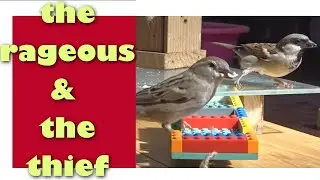 (#54) Sparrow : The Rageous & The Thief