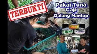 🔴 Pakai tuna plus attractan cap DALANG MANTAP,.,.IKAN DOYAN BANGET