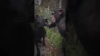 Monkey and Dog Duo: Unlikely Friendship Chronicles! 🐒🐕❤️ #MonkeyAndDog #UnlikelyFriendship #shorts