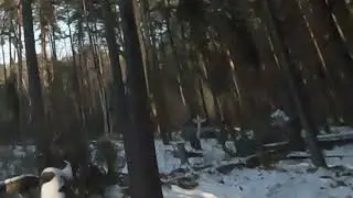 Trees? Who cares? Not that RC DIY plane