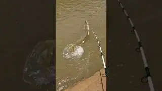 ALLIGATOR GAR FRESHWATERS HARDEST FIGHTING FISH | TRINITY RIVER FISHING