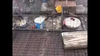 6 mynas trapped today. 220 mynas total.