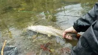 Davidson River Monster Brown. Brevard, NC.
