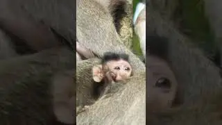 king monkey #viralshort Beez tricks and travel