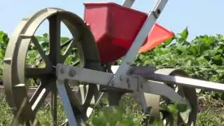 Rustic Road Farm - The Crops