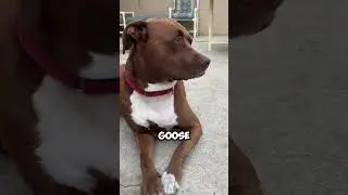 Things that blow your mind.   #pitbull  #funny #dogs #siblings #besties #cute