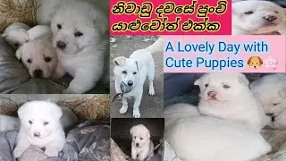 නිවාඩු දවසේ පුංචි යාළුවෝත් එක්ක 🐾❤️A Calm Holiday Day with My Little Friends | Korea Vlog❤️🤌