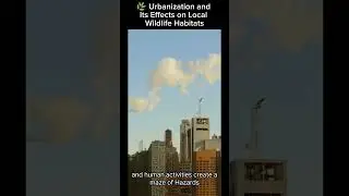 🌿 Urbanization and Its Effects on Local Wildlife Habitats