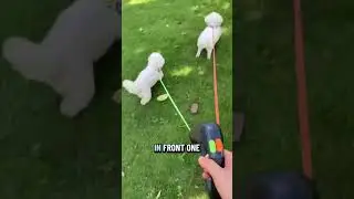 Если у вас две собаки, вам это нужно 🐕&zwj;🦺🦮