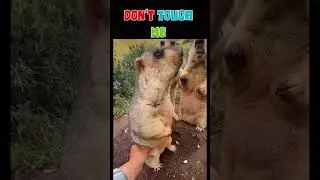 Angry Beaver #youtubeshorts #shorts #beaver