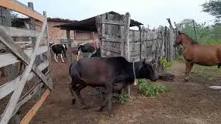 31 de julho de 2025