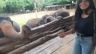 Unbelievable moment wildlife elephant in Asian | Wild  Animal Tube News SriLanka #elephant #wildlife