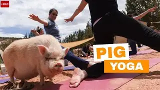 Pig yoga virtual class at Best Friends Animal Sanctuary